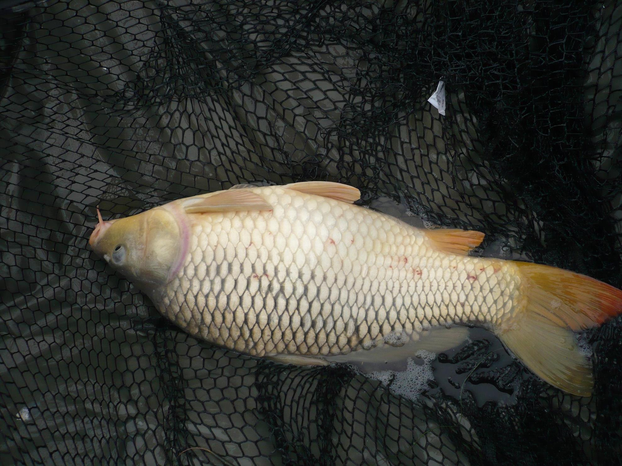 MV2 - 24.OCT.2013 - p1010822.JPG